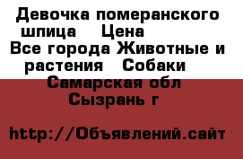 Девочка померанского шпица. › Цена ­ 40 000 - Все города Животные и растения » Собаки   . Самарская обл.,Сызрань г.